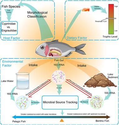 Vertical habitat preferences shape the fish gut microbiota in a shallow lake